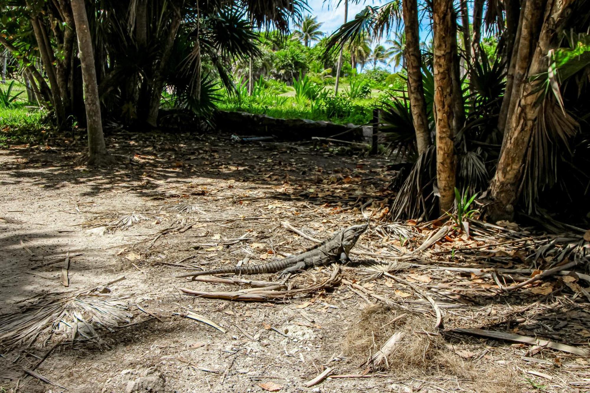 The Hibiscus House Tulum